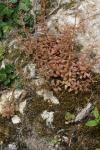 Sedum cepaea