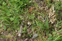 Epipactis helleborine