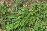 Cirsium acaulon