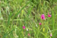 Lathyrus nissolia