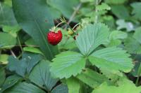 Fragaria vesca