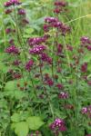 Origanum vulgare
