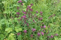 Origanum vulgare