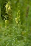 Linaria vulgaris