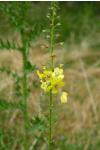 Verbascum blattaria
