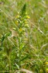 Bellardia viscosa