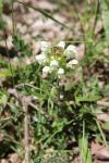 Prunella laciniata