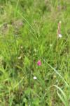 Lathyrus nissolia