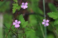 Geranium robertianum
