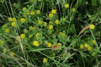 Trifolium campestre