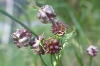 Allium vineale