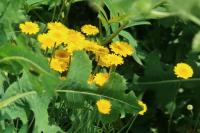 Cota tinctoria
