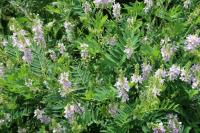 Galega officinalis