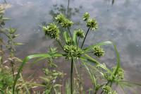 Cyperus eragrostis