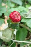 Potentilla indica
