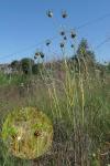 Allium vineale