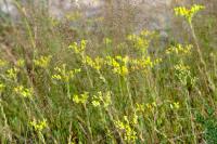 Petrosedum rupestre