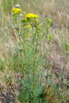 Jacobaea adonidifolia