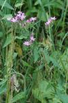 Centaurium erythraea