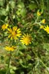 Jacobaea aquatica