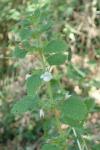 Melissa officinalis