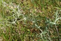 Eryngium campestre