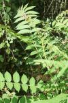 Ailanthus altissima