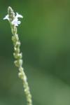 Verbena officinalis