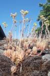 Petrosedum rupestre