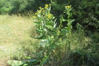 Inula helenium