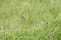 Betonica officinalis