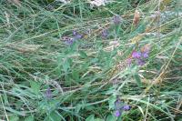 Clinopodium vulgare