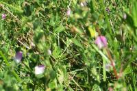 Ononis spinosa subsp. procurrens