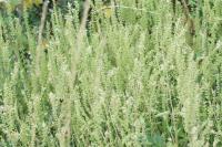 Teucrium scorodonia