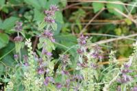 Clinopodium vulgare