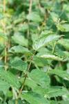 Rhamnus cathartica