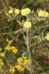 Andryala integrifolia