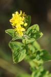 Hypericum hirsutum