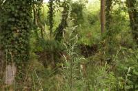 Artemisia vulgaris