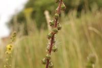Agrimonia eupatoria