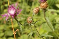 Centaurea