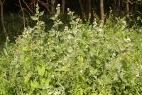 Althaea officinalis