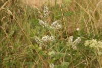 Mentha suaveolens
