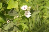 Althaea officinalis