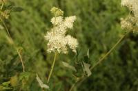 Filipendula ulmaria