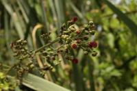 Scrophularia
