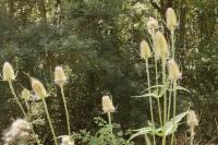 Dipsacus fullonum