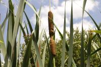 Typha latifolia