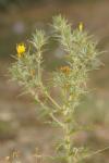 Carthamus lanatus