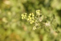 Jacobaea erucifolia